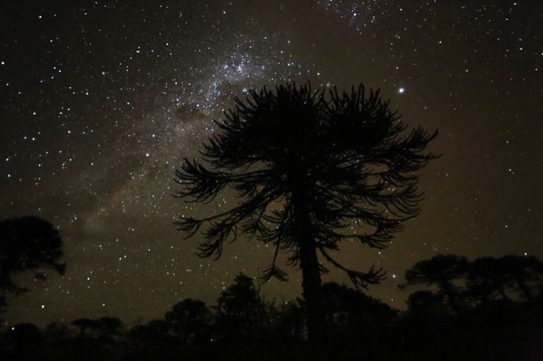 Stars in the Milky Way at night over an araucaria tree